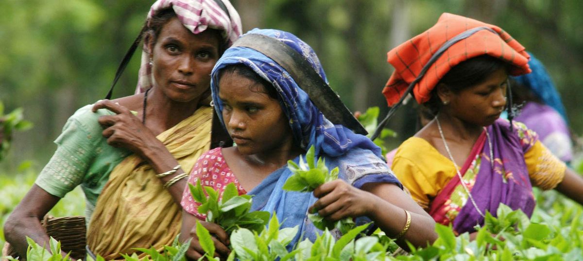 1200px x 538px - Adivasis in Assam Tea Gardens: Denial of Rights - Gauri Lankesh News